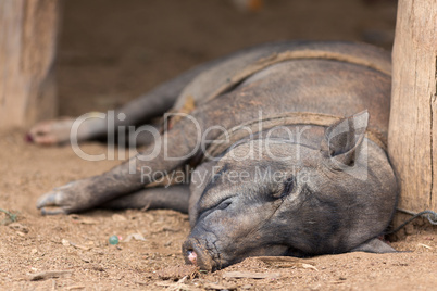 Big pig sleeping