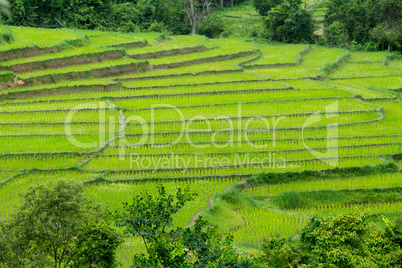 Terrace field plantation