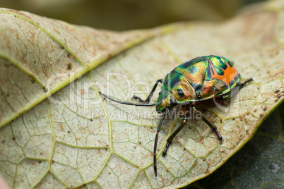 Jewel beetle larva