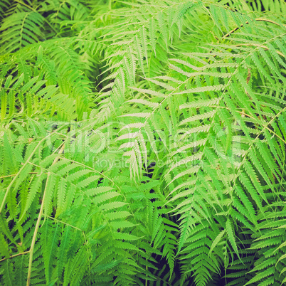 retro look ferns picture