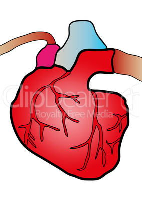 cardiac system