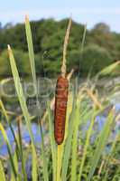 flower reed