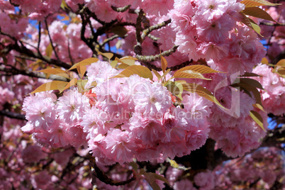 Tree with pink flowers