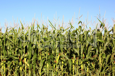 cornfield