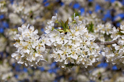 cherry in flowers