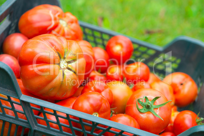 The tomato (Solanum lycopersicum)