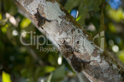 3 bats hangin on a tropical tree