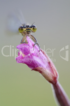 small dragonfly