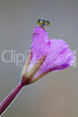 small dragonfly