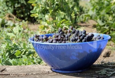 bowl of grapes