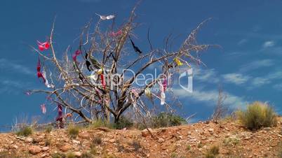 Womens bras hanging in a tree