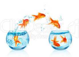 Goldfish jumping.