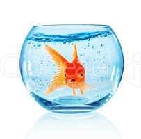 Goldfish in aquarium