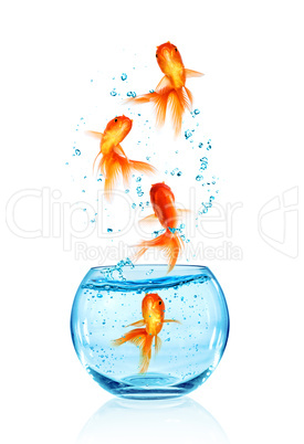 Goldfish jumping.