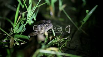tropical toad breeding call