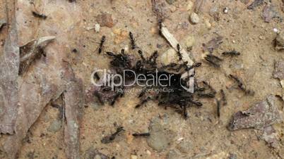 Tropical ants carrying caterpillar