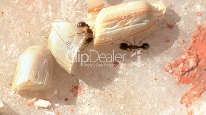 Ants pulling food