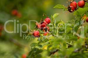 Rosenfrüchte im Herbst