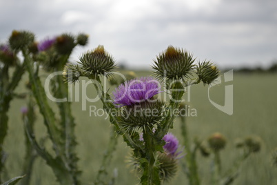 Distel blüht