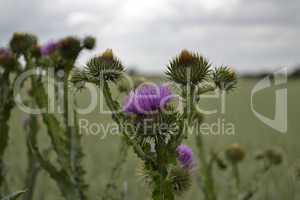 Distel blüht