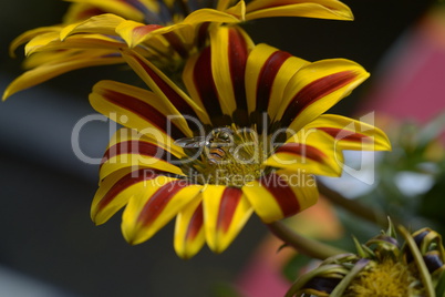 Mittagsgoldblüte mit Schwebfliege