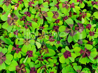 gluecksklee (oxalis tetraphylla)