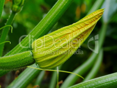 Zucchiniblüte