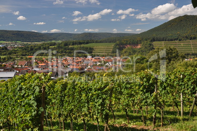 Weinberge bei Bürgstadt