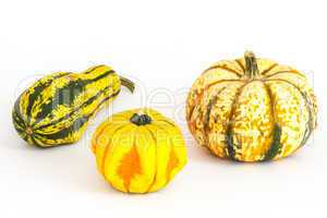 Zierkürbis, ornamental or decorative gourd