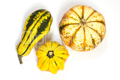 Zierkürbis, ornamental or decorative gourd