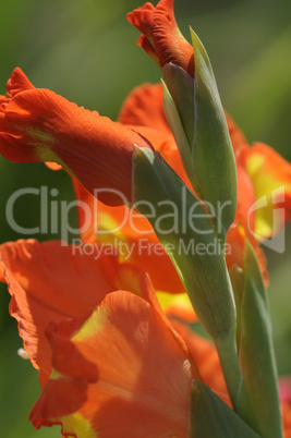 gladiole