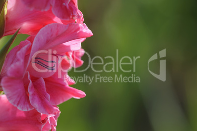 gladiole