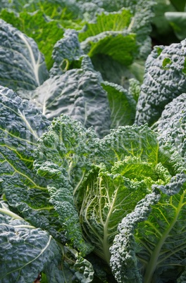 Wirsingkohl - Savoy cabbage 04