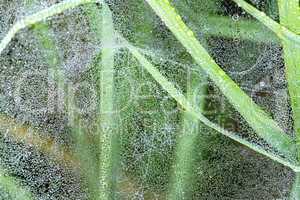 Gras hinter Spinnennetz mit Tautropfen