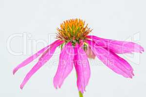 Echinacea purpurea, Heilpflanze
