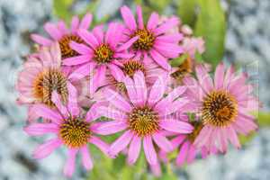 Echinacea purpurea, Heilpflanze