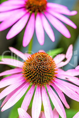 Echinacea purpurea, Heilpflanze Echinacea purpurea, Heilpflanze