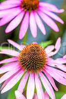 Echinacea purpurea, Heilpflanze