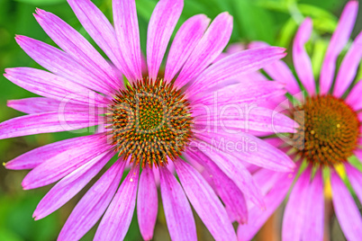Echinacea purpurea, Heilpflanze Echinacea purpurea, Heilpflanze