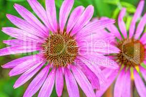 Echinacea purpurea, Heilpflanze