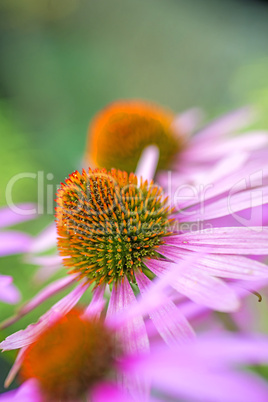 Echinacea purpurea, Heilpflanze Echinacea purpurea, Heilpflanze