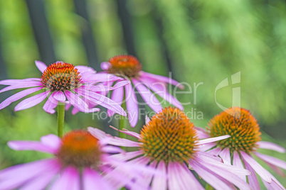 Echinacea purpurea, Heilpflanze Echinacea purpurea, Heilpflanze