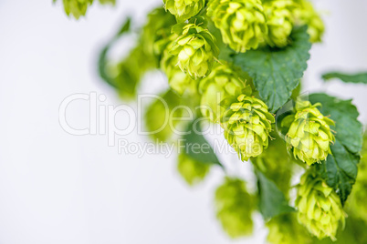 Hopfen Hopfen