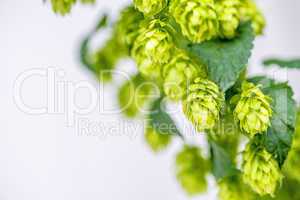 Hopfen