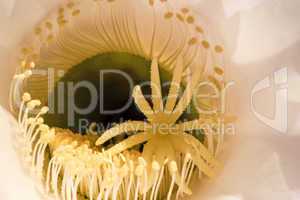 Blütenkelchs eines Echinopsis eyriesii