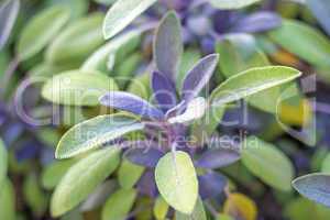 Salbei, Salvia officinalis