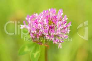 Rotklee, Trifolium pratense moderne Heilpflanze