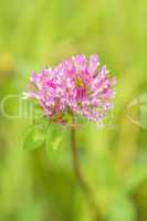 Rotklee, Trifolium pratense moderne Heilpflanze