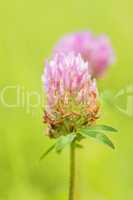 Rotklee, Trifolium pratense moderne Heilpflanze