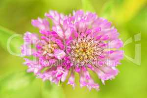 Rotklee, Trifolium pratense moderne Heilpflanze